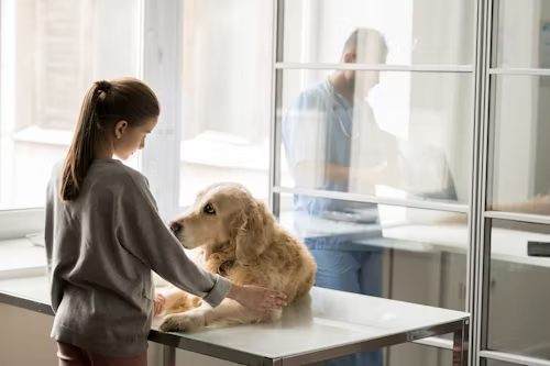 Pet Boarding or Daycare Franchise
