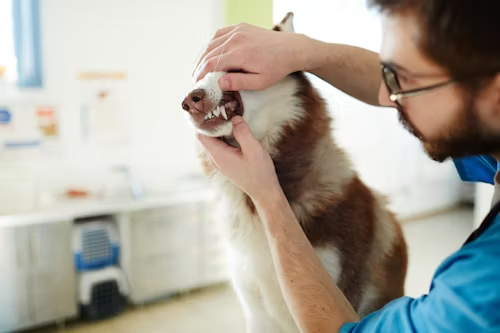 Pet Care Franchise Cost in the USA